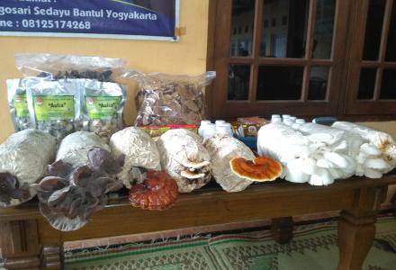 PELATIHAN BUDIDAYA JAMUR TIRAM