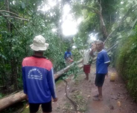 Pohon Jati Ambruk Menimpa Tiang Listrik Di Ngenep