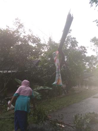 Pohon Ambruk Menimpa Jaringan Listrik