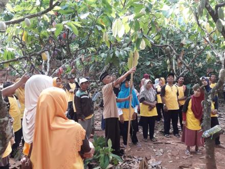 Studi Banding Petani Kakao 