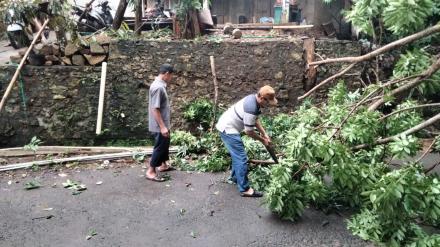 Hujan Deras Mengakibatkan Pohon Tumbang di Beberapa Wilayah Kalurahan Terong